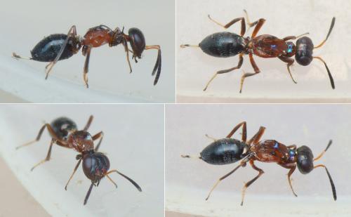 Eupelmus muellneri